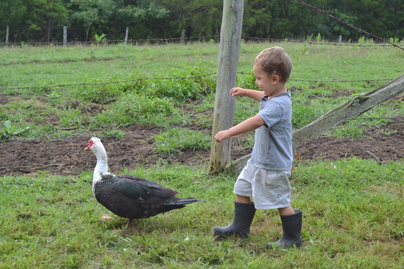 family farm