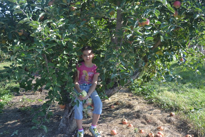 apple picking